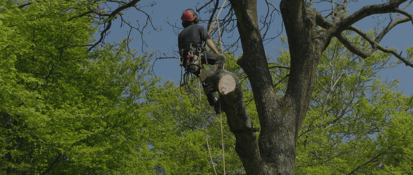 tree surgeon in Bromley