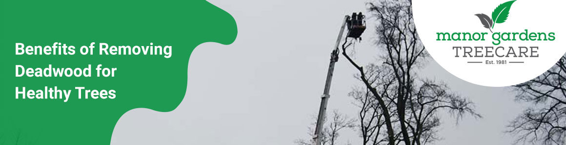 Reasons Why Deadwood Removal is Important for Good Healthy Trees ...