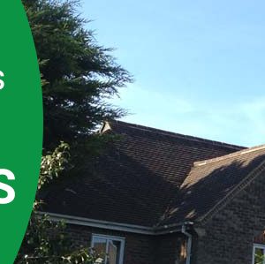 tree surgeons in bromley