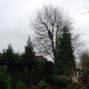 beech-tree-reduction-before manor gardens