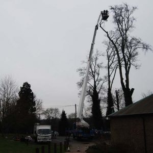 dangerous-tree-removal