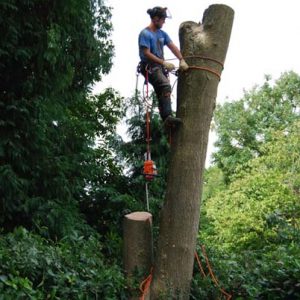 deseased-ash-tree-removal