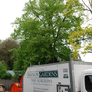 manor gardens tree care