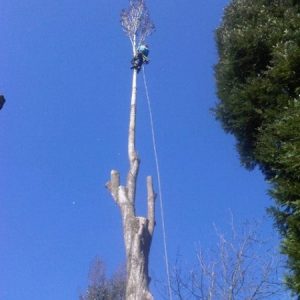 tall-poplar-removal manor gardens