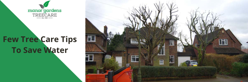 Tree Care in Bromley