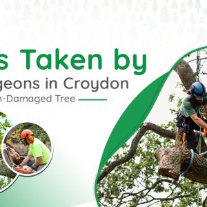 Tree Surgeons in Croydon