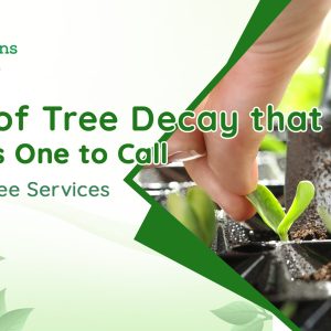 Bromley tree services