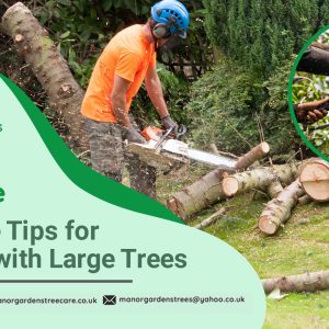 tree care in Bromley