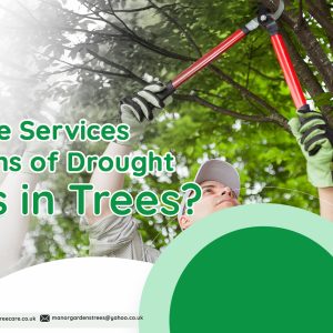 Bromley tree services